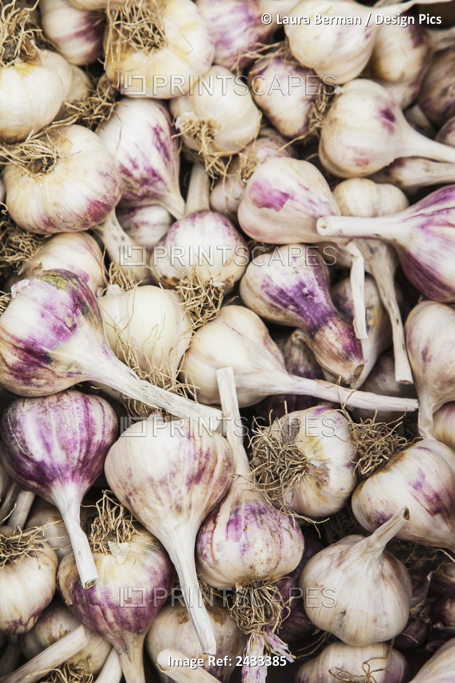 Purple Hardneck Garlic; Toronto, Ontario, Canada