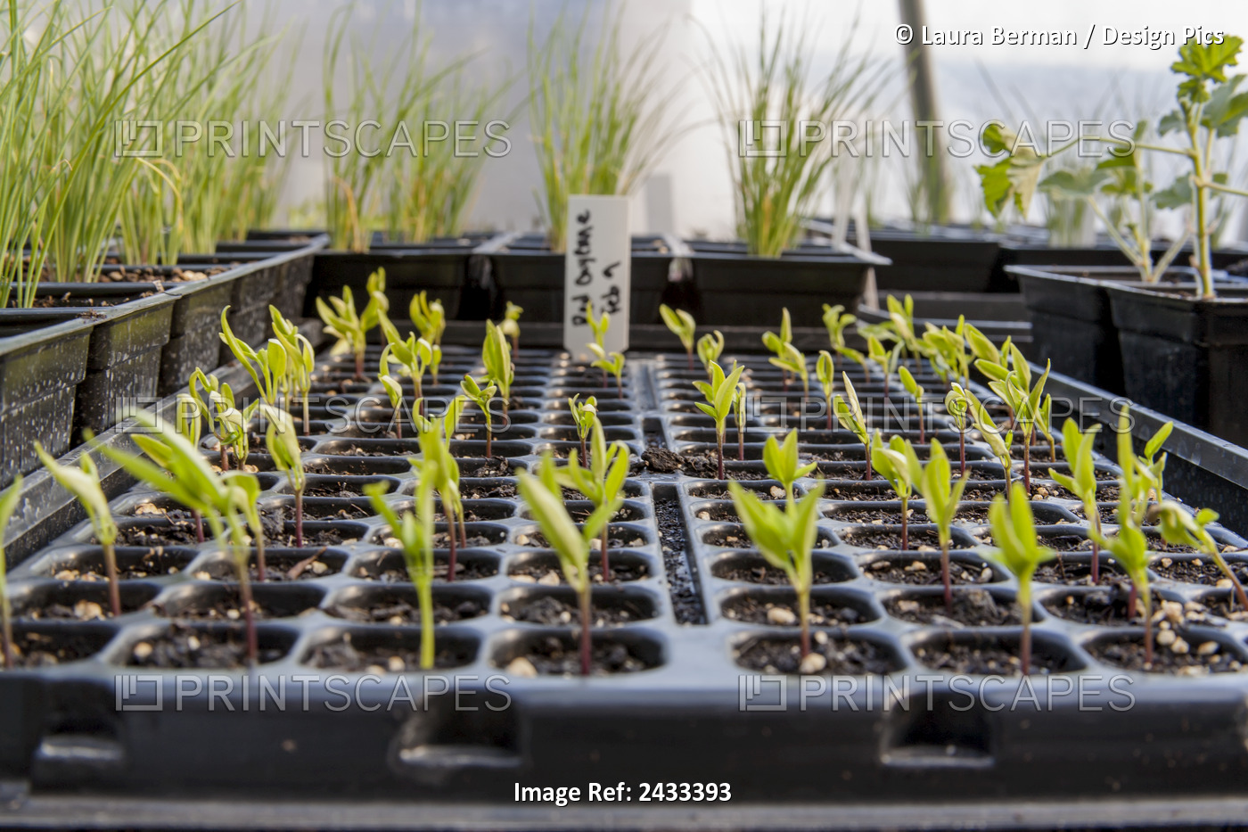 Cayenne Pepper Seedlings Growing In A Greenhouse In Individual Cell Pack Trays; ...
