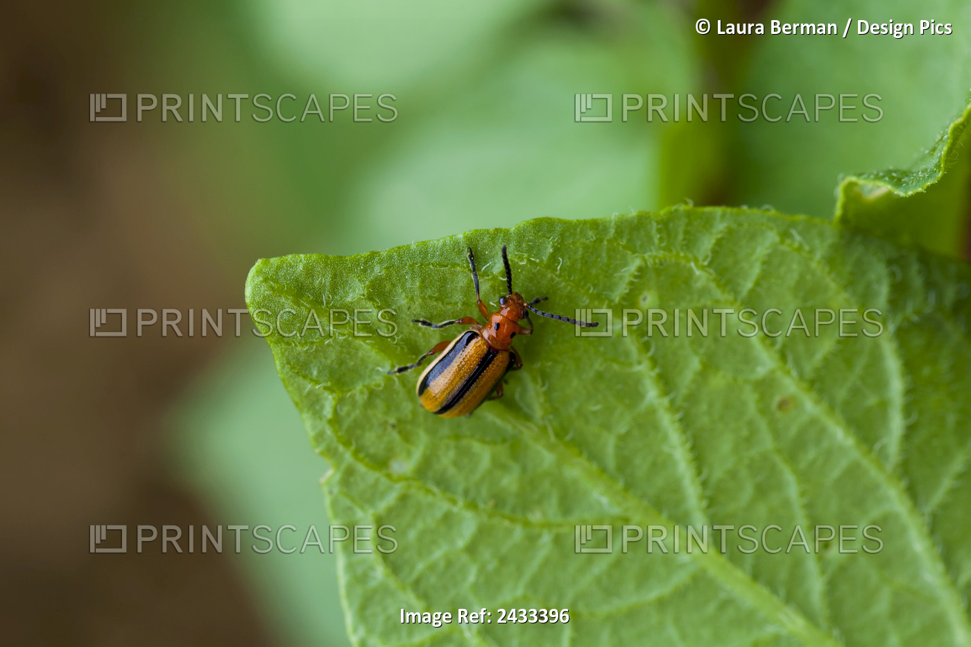 Colorado Potato Beetle; Castleton, Ontario, Canada