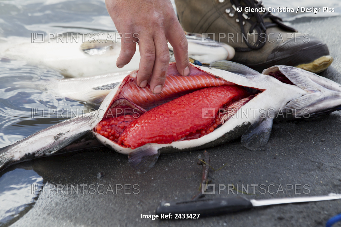 A Fisherman Opens Up A Salmon To Get The Salmon Eggs In Late Summer At Jims ...