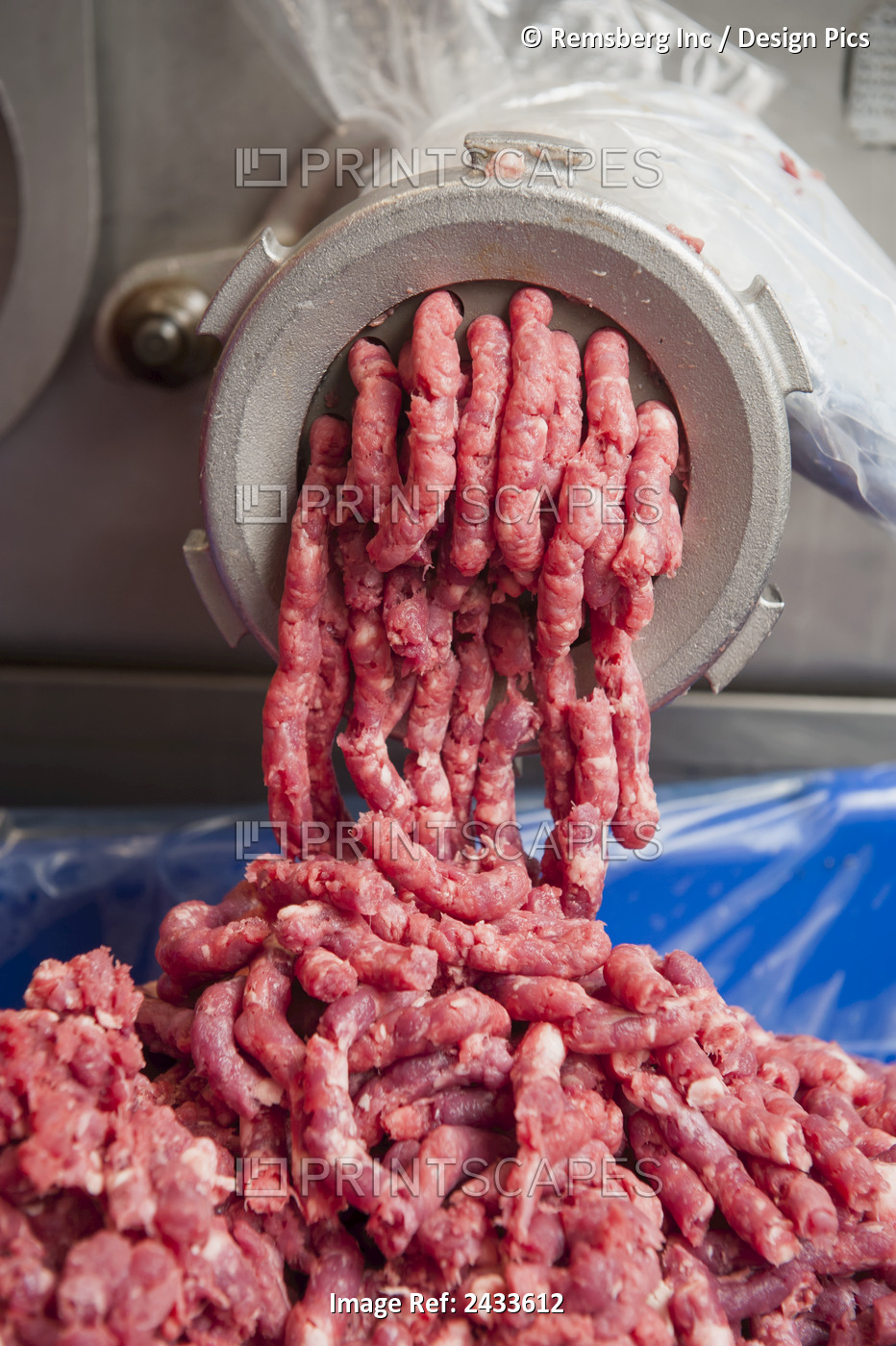 Raw Meat Coming Out Of A Grinder For Baloney Making; Frostburg, Maryland, ...