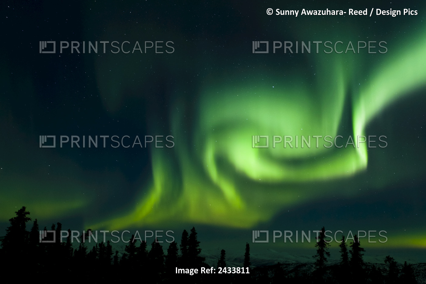 The Bright Neon Green Aurora Swirling Above The Boreal Forest, Chena River ...