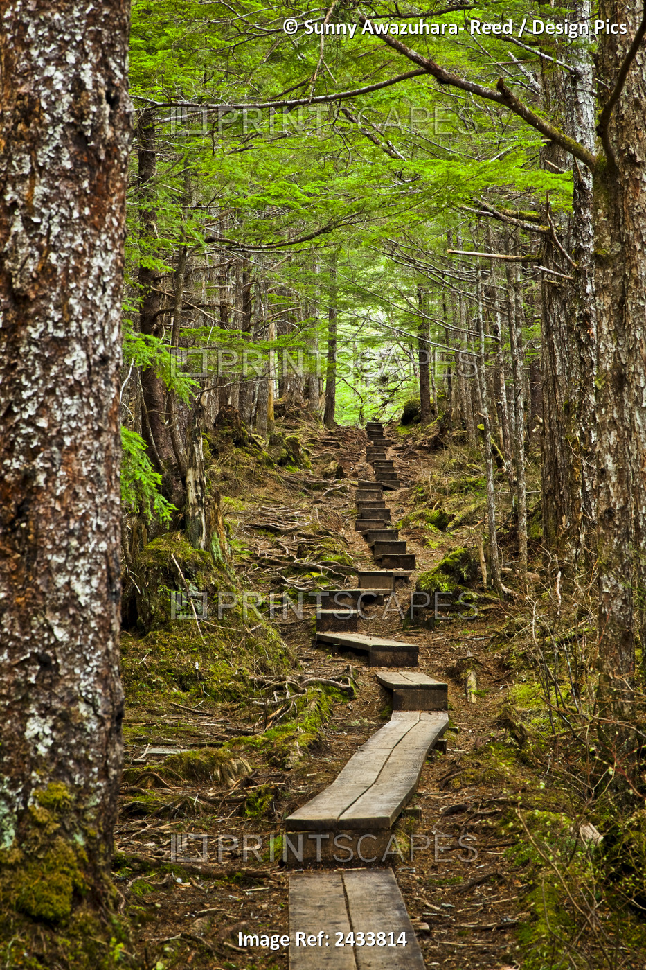 A Boardwalk Through The Mossy Rainforest, Gavan Hill Trail; Sitka, Alaska, ...