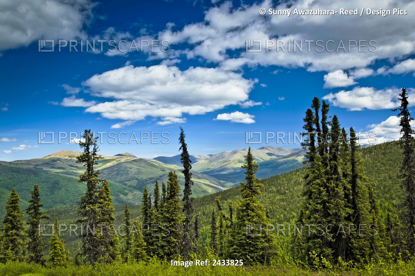 The View Of Mountains With Spring Green Boreal Forest, Chena River State ...