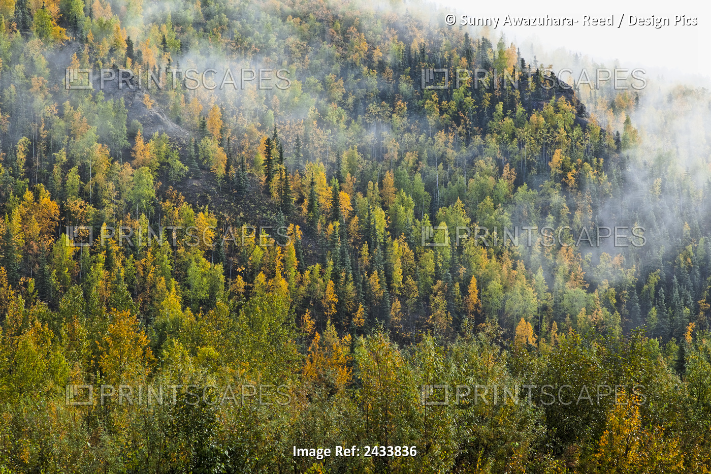 Fog Lifting Over Autumn Coloured Boreal Forest Hillside, Chena Hot Springs; ...