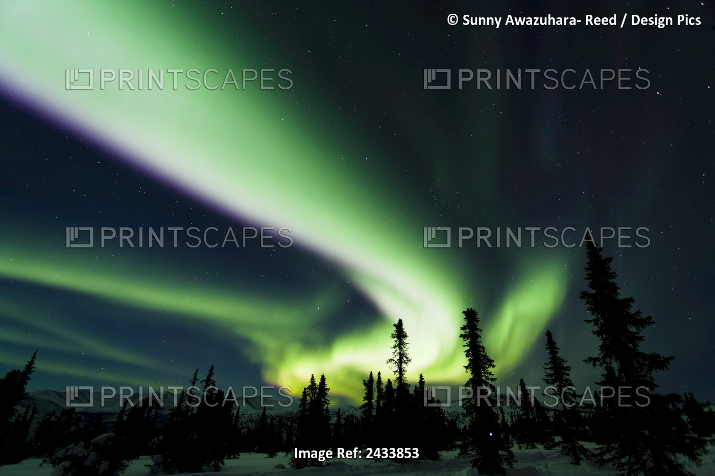 The Bright Neon Green Aurora Swirling Above The Boreal Forest, Chena River ...
