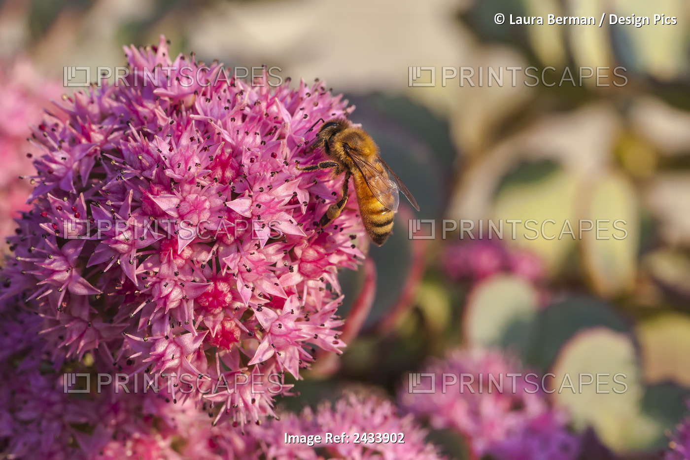 Honeybee On A Dark Pink Sedum Flower (Apis Mellifera); Toronto, Ontario, Canada