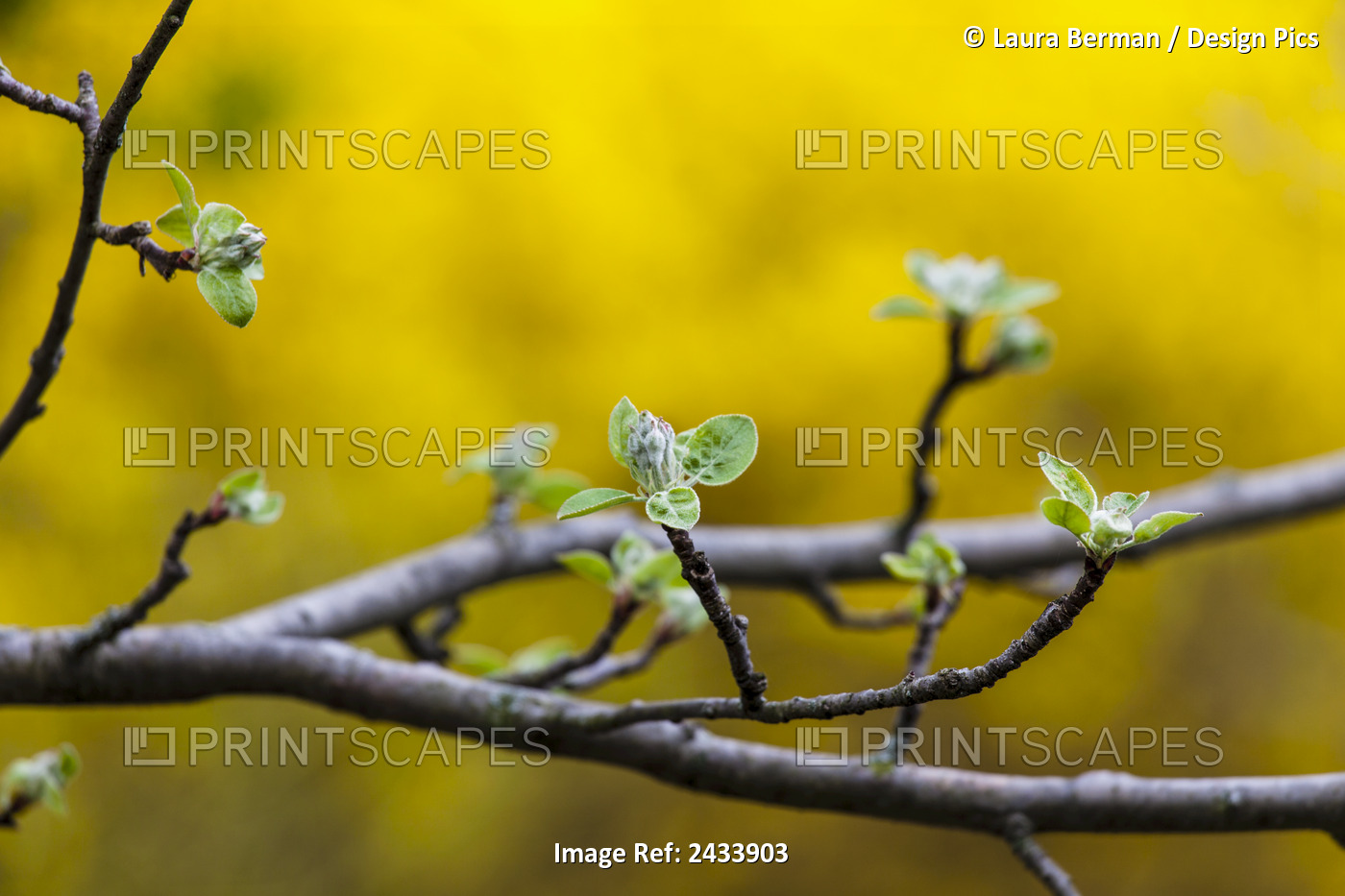 Apple Flower Buds Against A Yellow Background; Toronto, Ontario, Canada