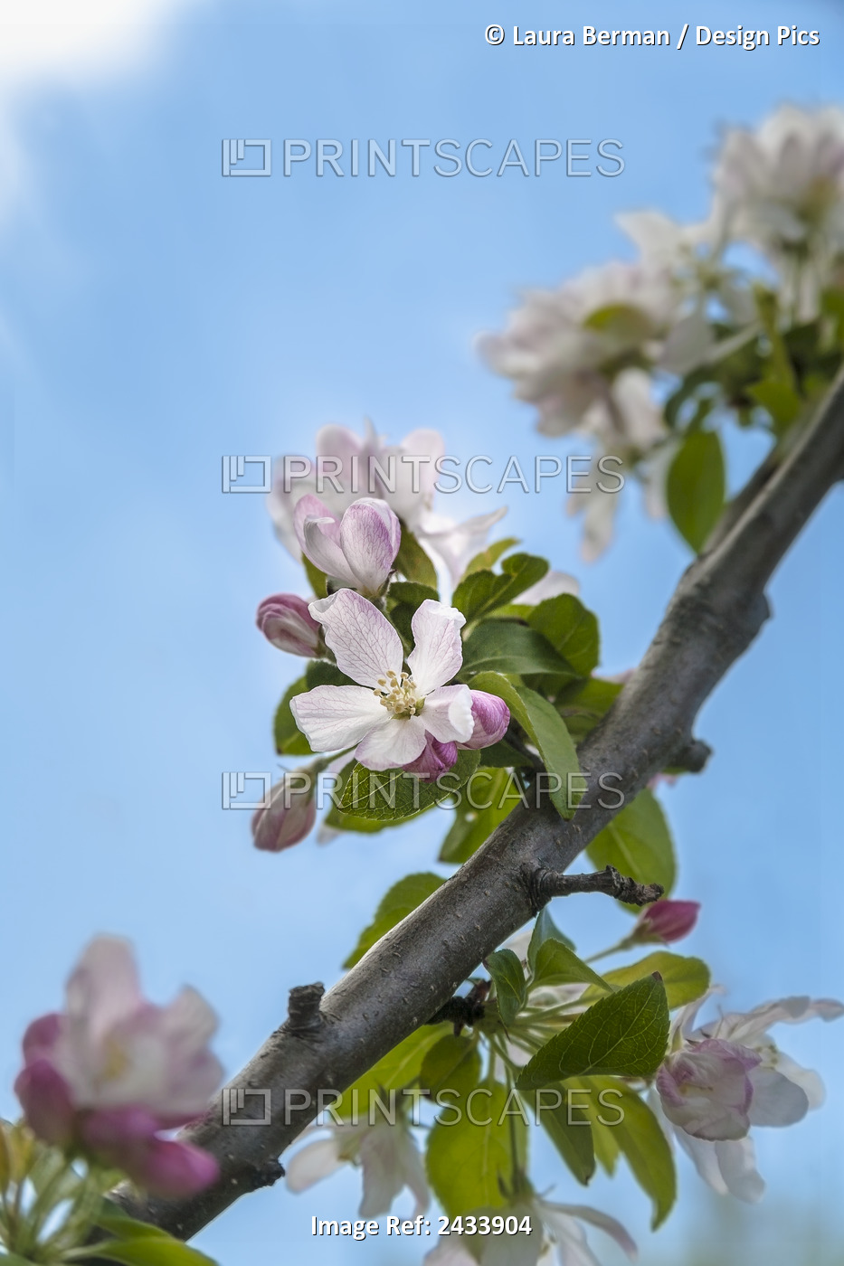 Pink And White Crabapple Flowers Against A Blue Sky; Toronto, Ontario, Canada