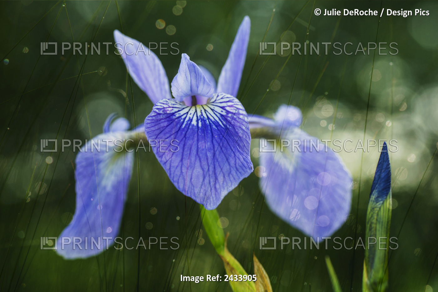 Blue Flag Iris (Iris Versicolor); Ontario, Canada