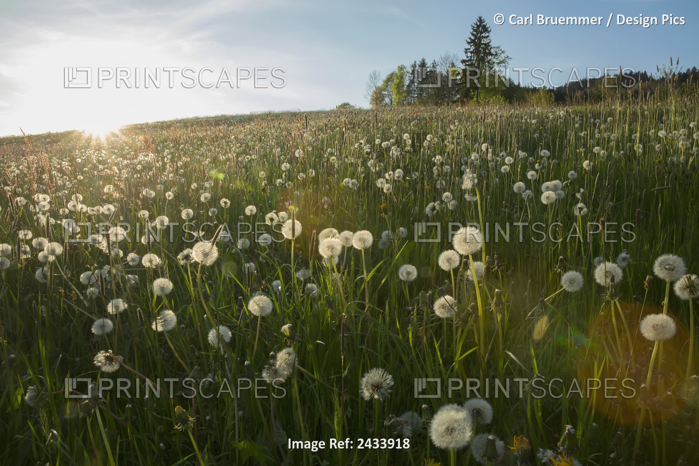 Dandelion Seed Heads In A Field With Blue Sky; Saint Peter, Schwarzwald, Germany