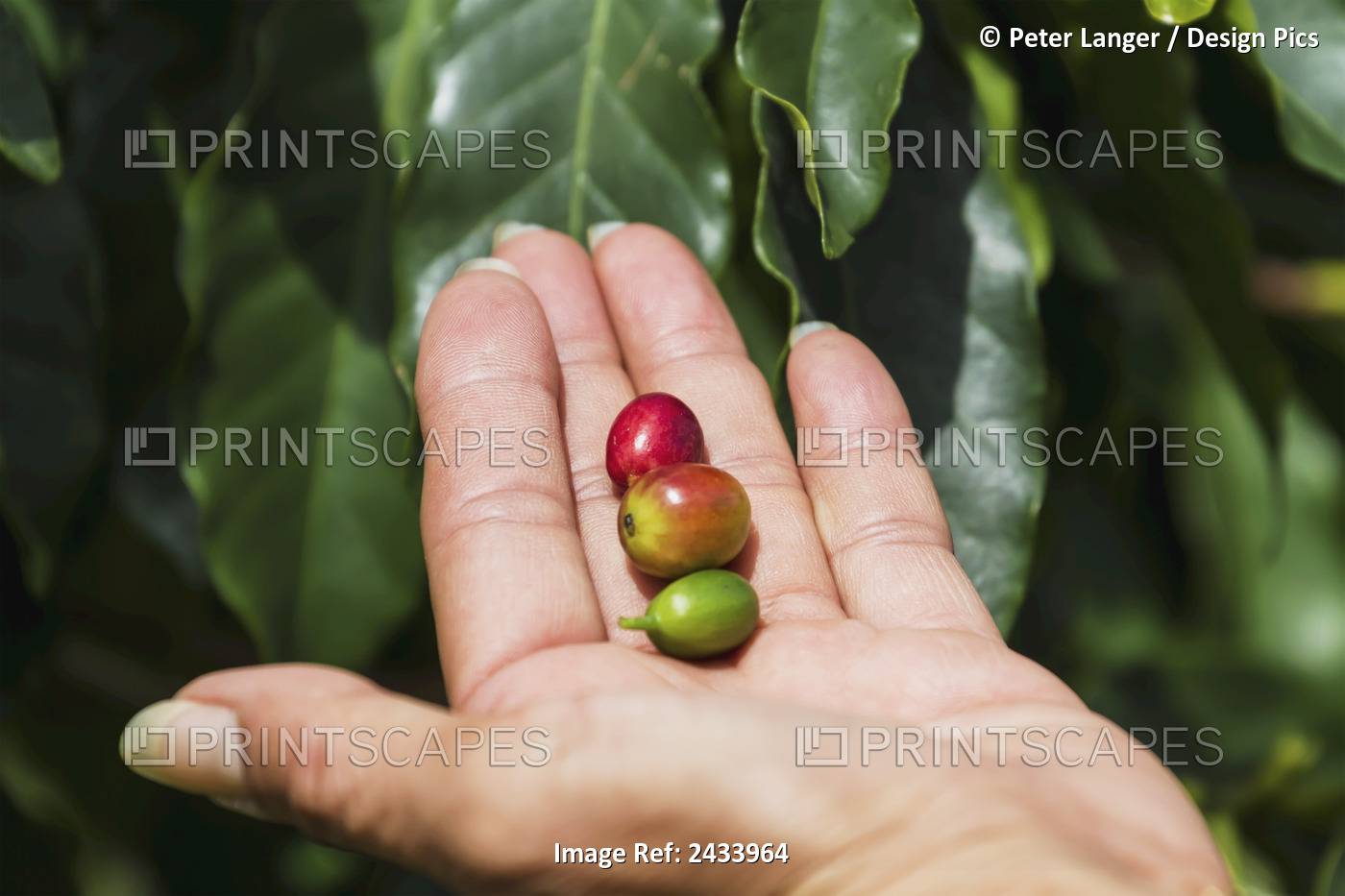 Arabica Coffee Berries, Panar Butan, North Sumatra, Indonesia