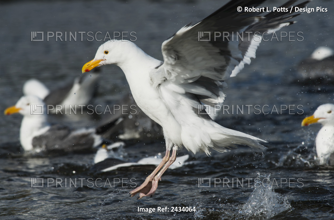 A Western Gull (Larus Occidentalis) Frolics In Ecola Creek; Cannon Beach, ...