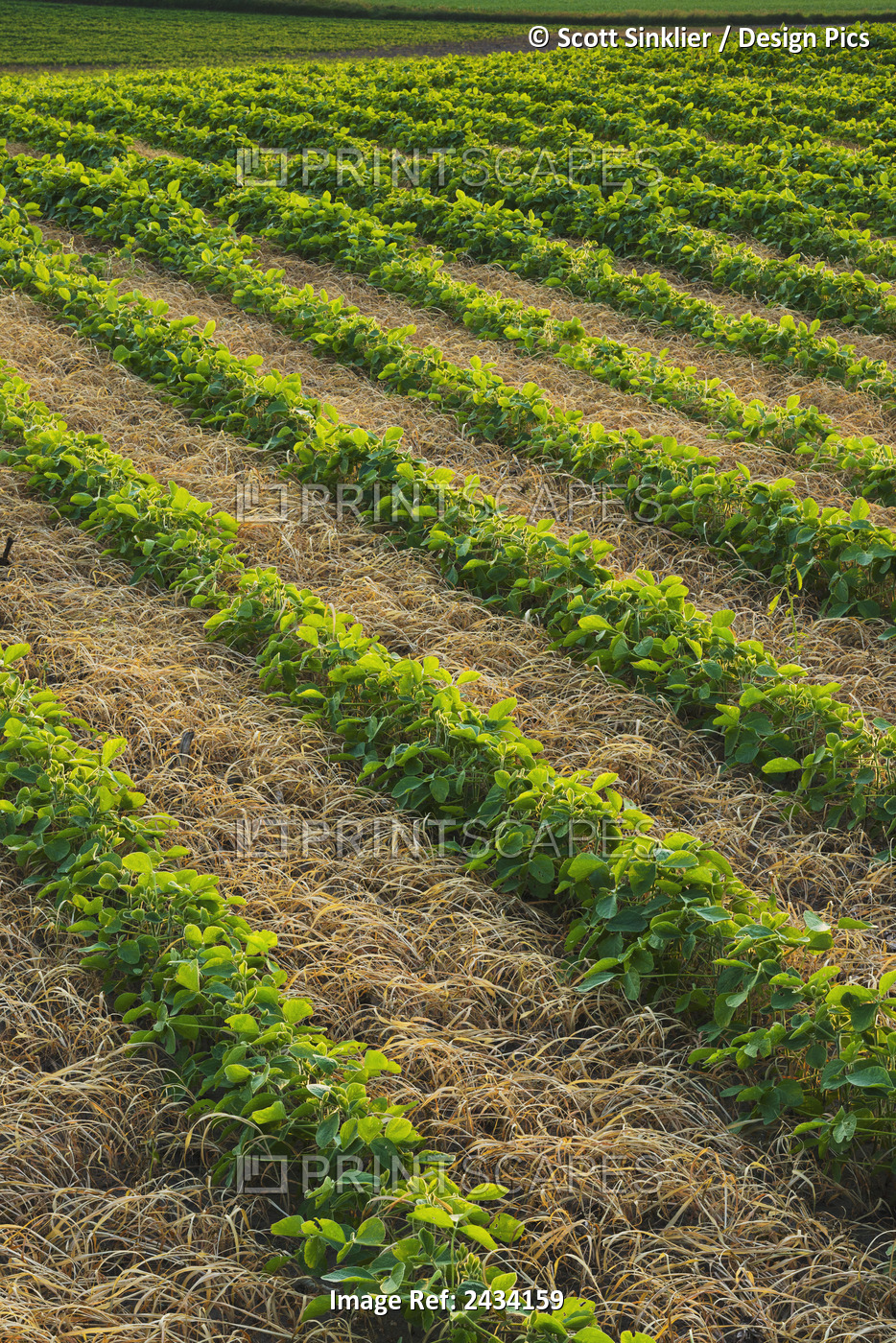 A Soybean Field That Has Been Sprayed With Weekkiller Shows Dead Weeds And ...