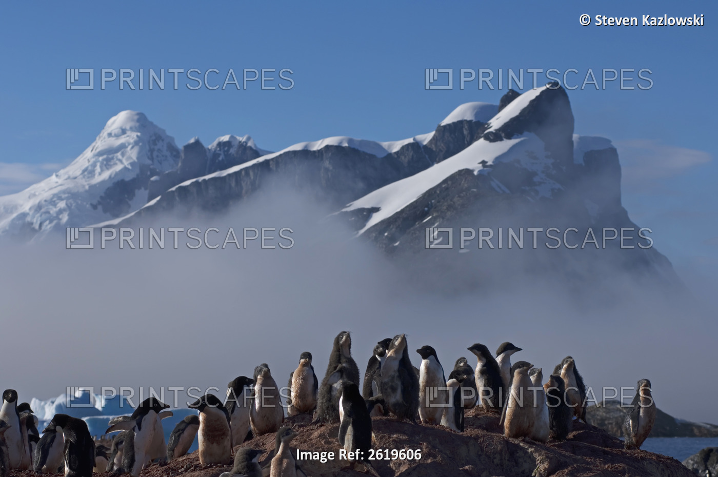 Adelie Penguin, Pygoscelis Adeliae, Colony On The Western Antarctic Peninsula, ...