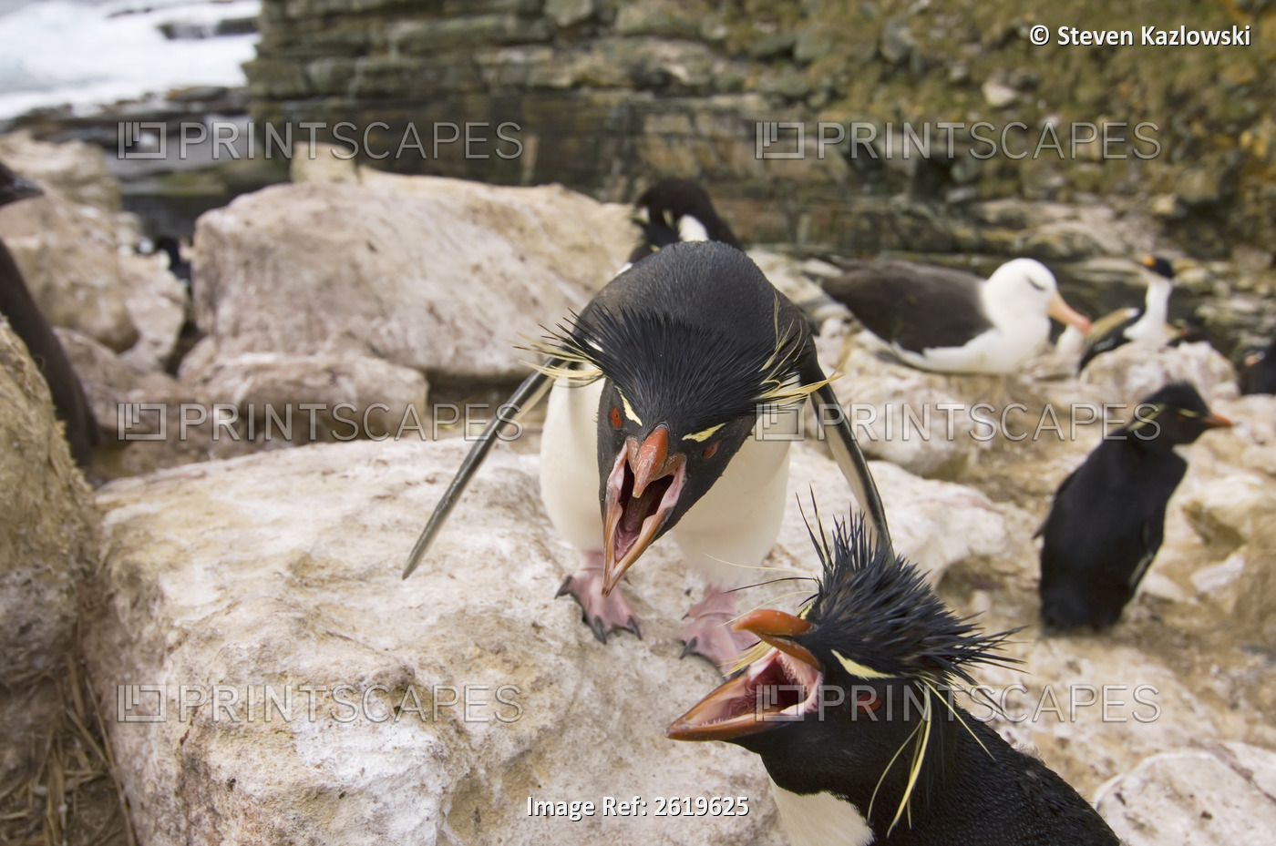 Macaroni Penguins, Eudyptes Chrysolophus, On New Island, Falkland Islands, ...