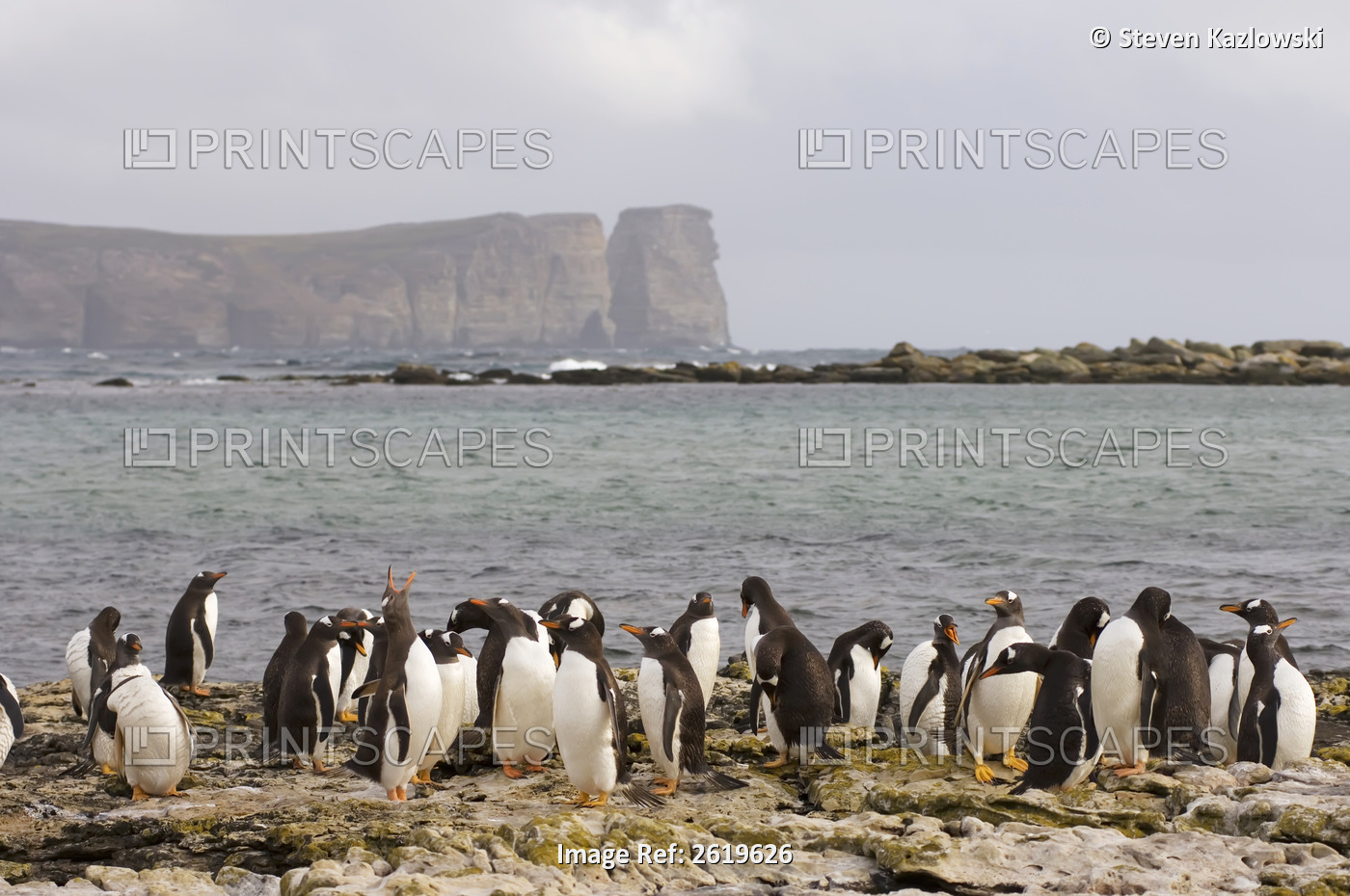Gentoo Penguins, Pygoscelis Papua, On Beaver Island, Falkland Islands, South ...
