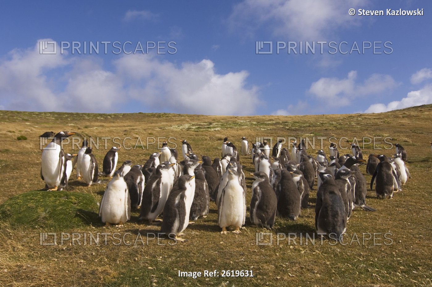 Gentoo Penguin, Pygoscelis Papua, Rookery On Beaver Island, Falkland Islands, ...