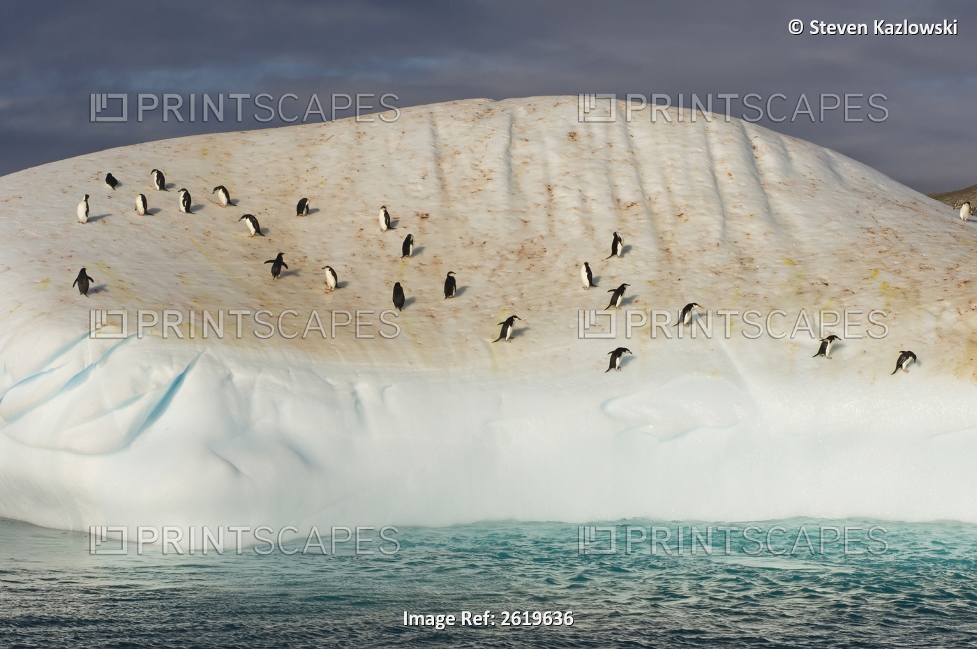 Chinstrap Penguins, Pygoscelis Antarctica, On An Iceberg Off The South Shetland ...