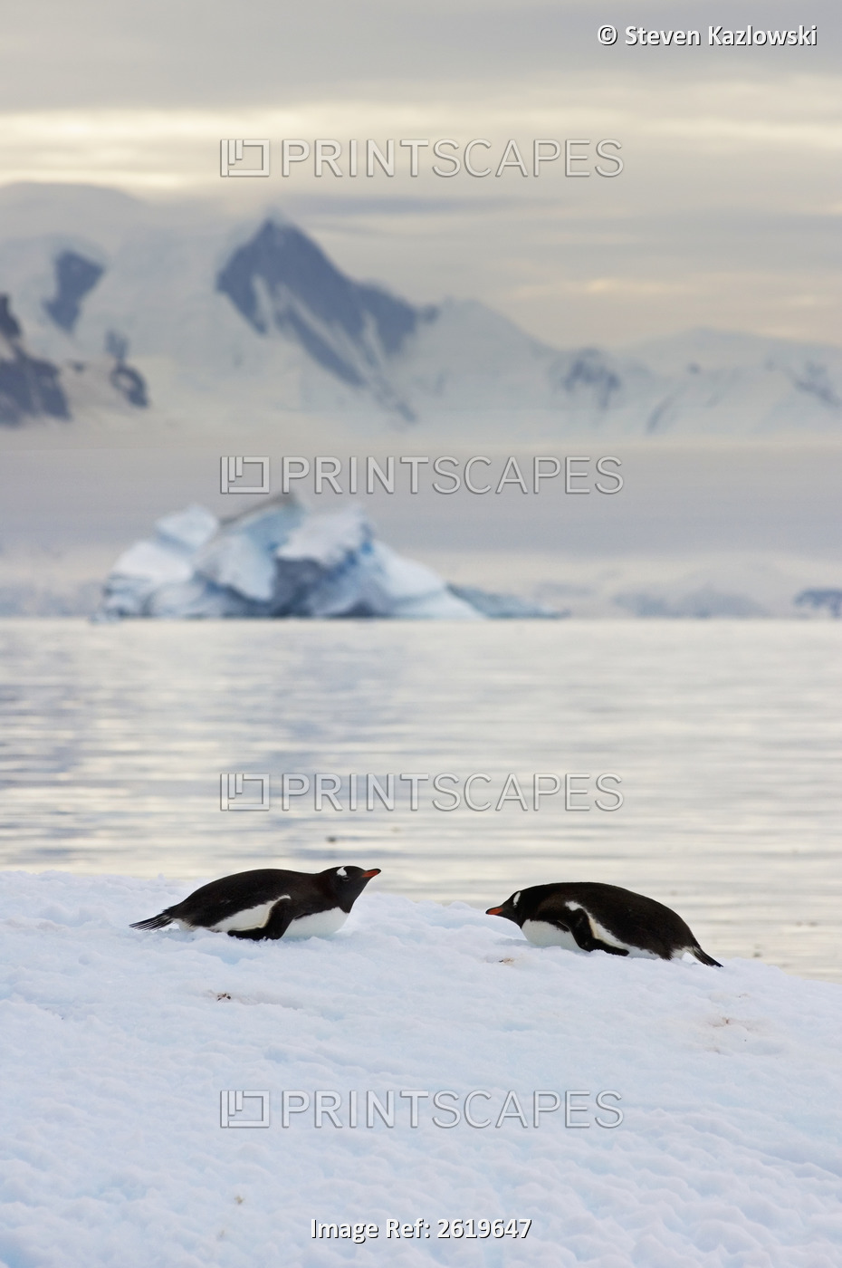 Gentoo Penguin, Pygoscelis Papua, On Glacial Ice Off The Western Antarctic ...