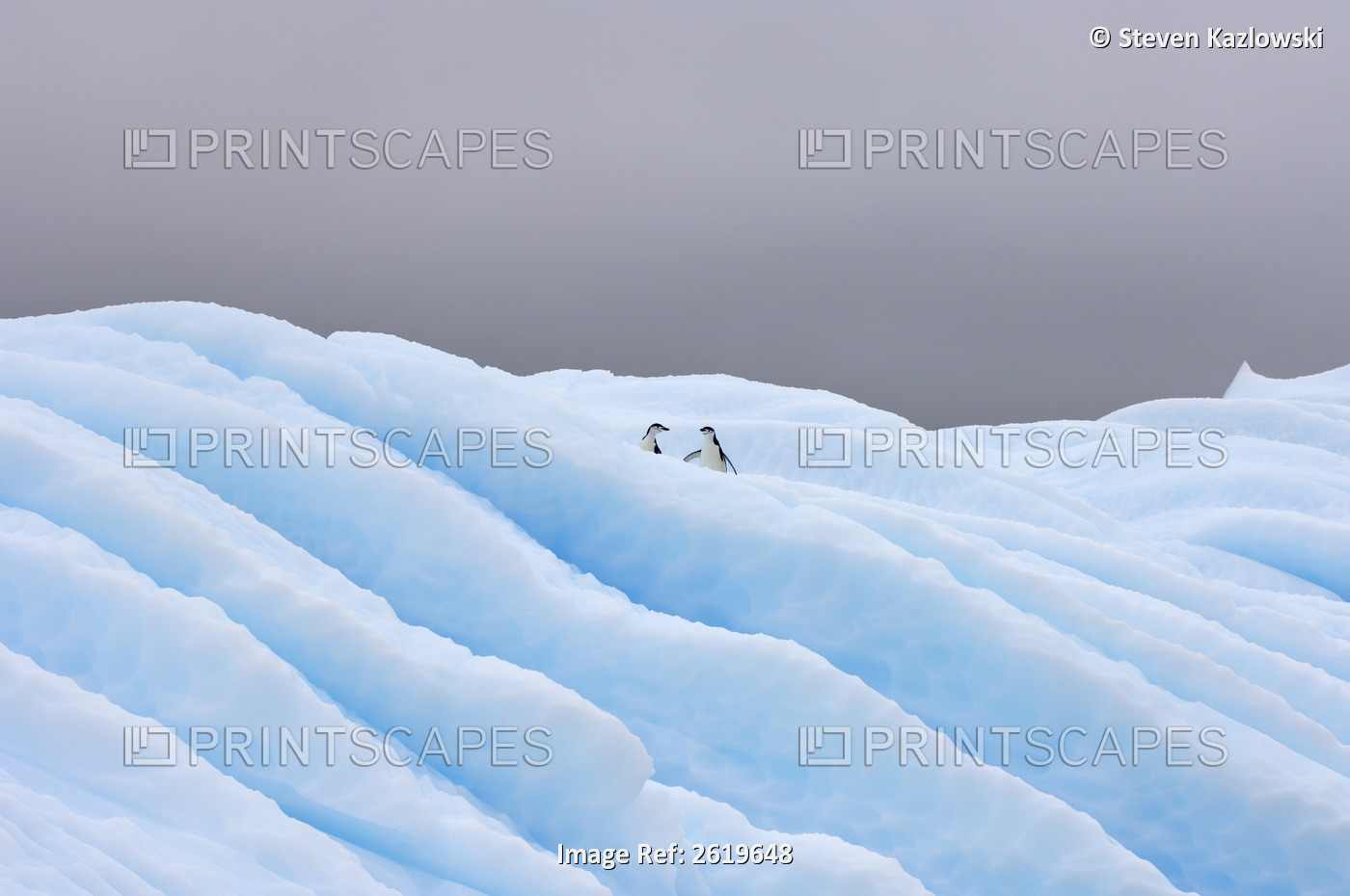 Chinstrap Penguins, Pygoscelis Antarctica, On Glacial Ice Off The Western ...