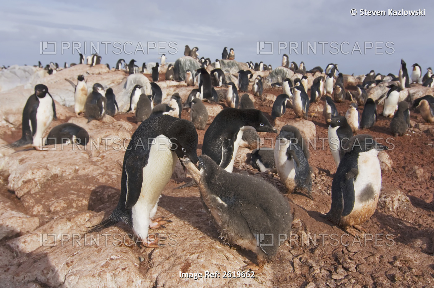 Adelie Penguin, Pygoscelis Adeliae, Parent Feeds Its Chick, Western Antarctic ...