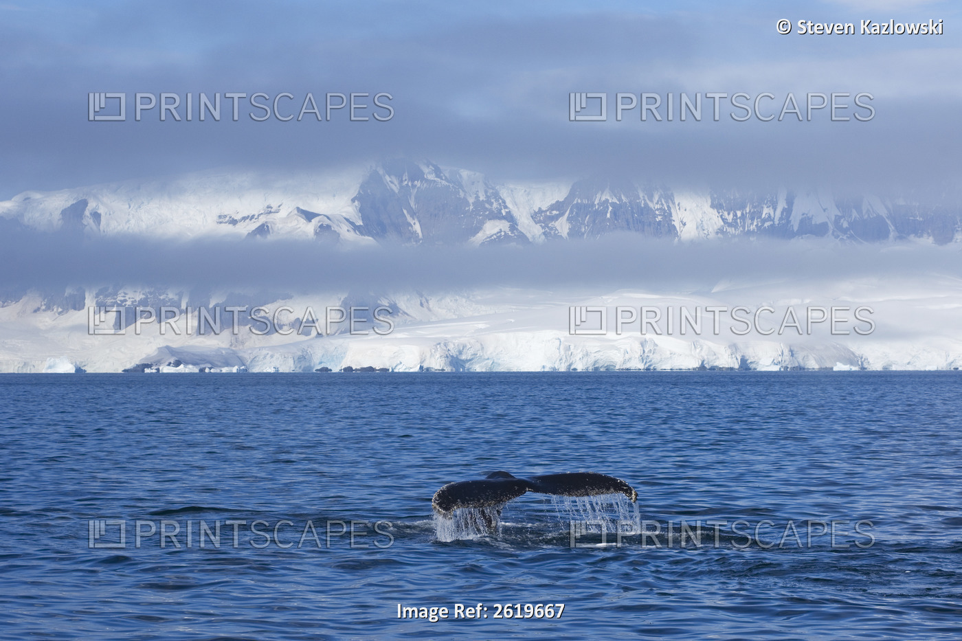 Humpback Whale, Megaptera Novaeangliae, Feeding In The Waters Off The Western ...