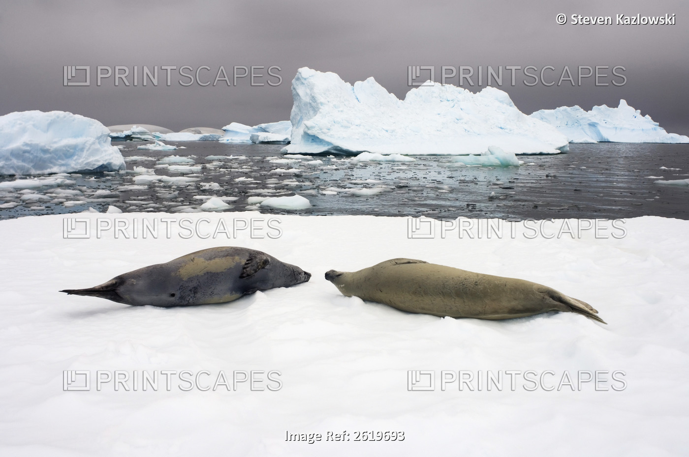 Crabeater Seals, Lobodon Carcinophaga, Resting On A Saltwater Pan Of Sea Ice, ...