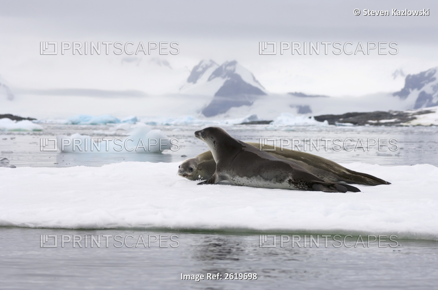 Crabeater Seals, Lobodon Carcinophaga, Resting On A Saltwater Pan Of Sea Ice, ...