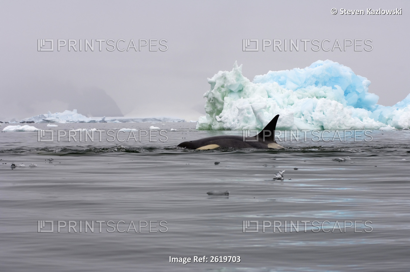 Killer Whales (Orcas), Orcinus Orca, Pod Traveling In Waters Off The Western ...