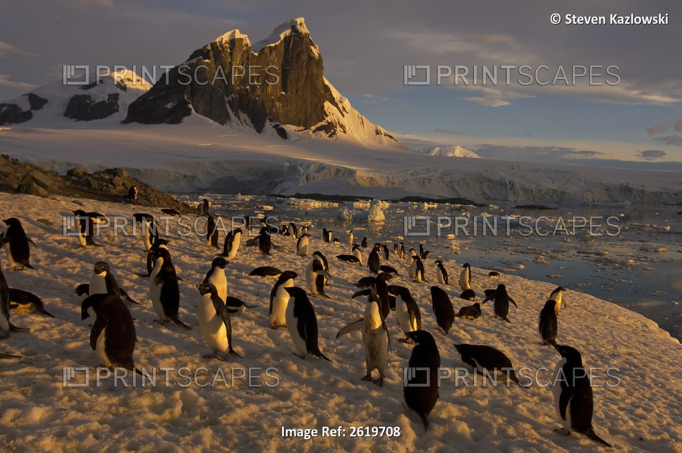 Adelie Penguin, Pygoscelis Adeliae, Colony Along The Western Antarctic ...