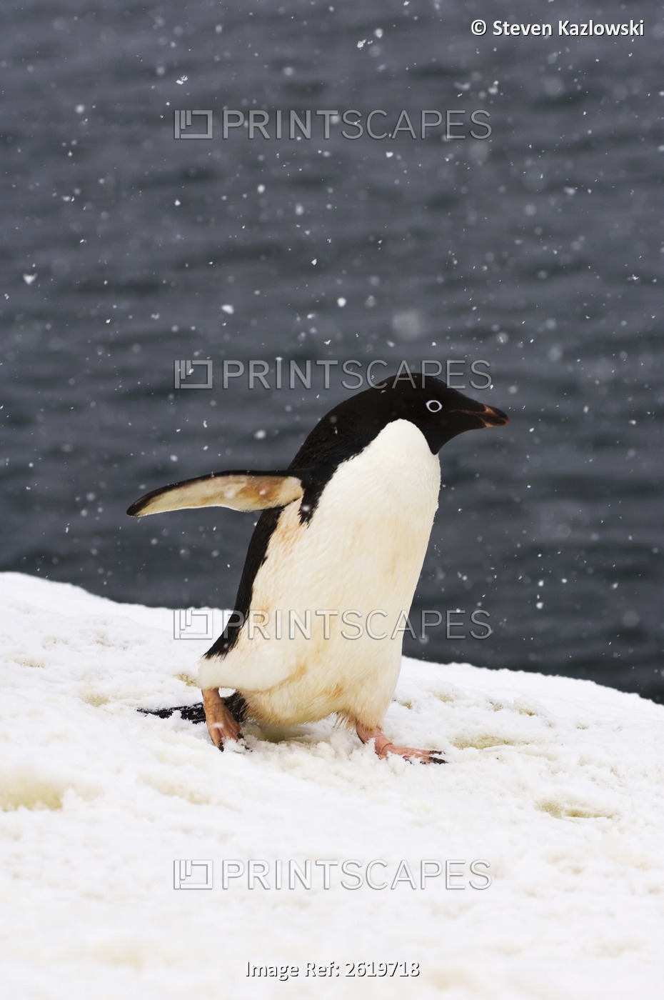 Adelie Penguin, Pygoscelis Adeliae, In Falling Snow Along The Western Antarctic ...