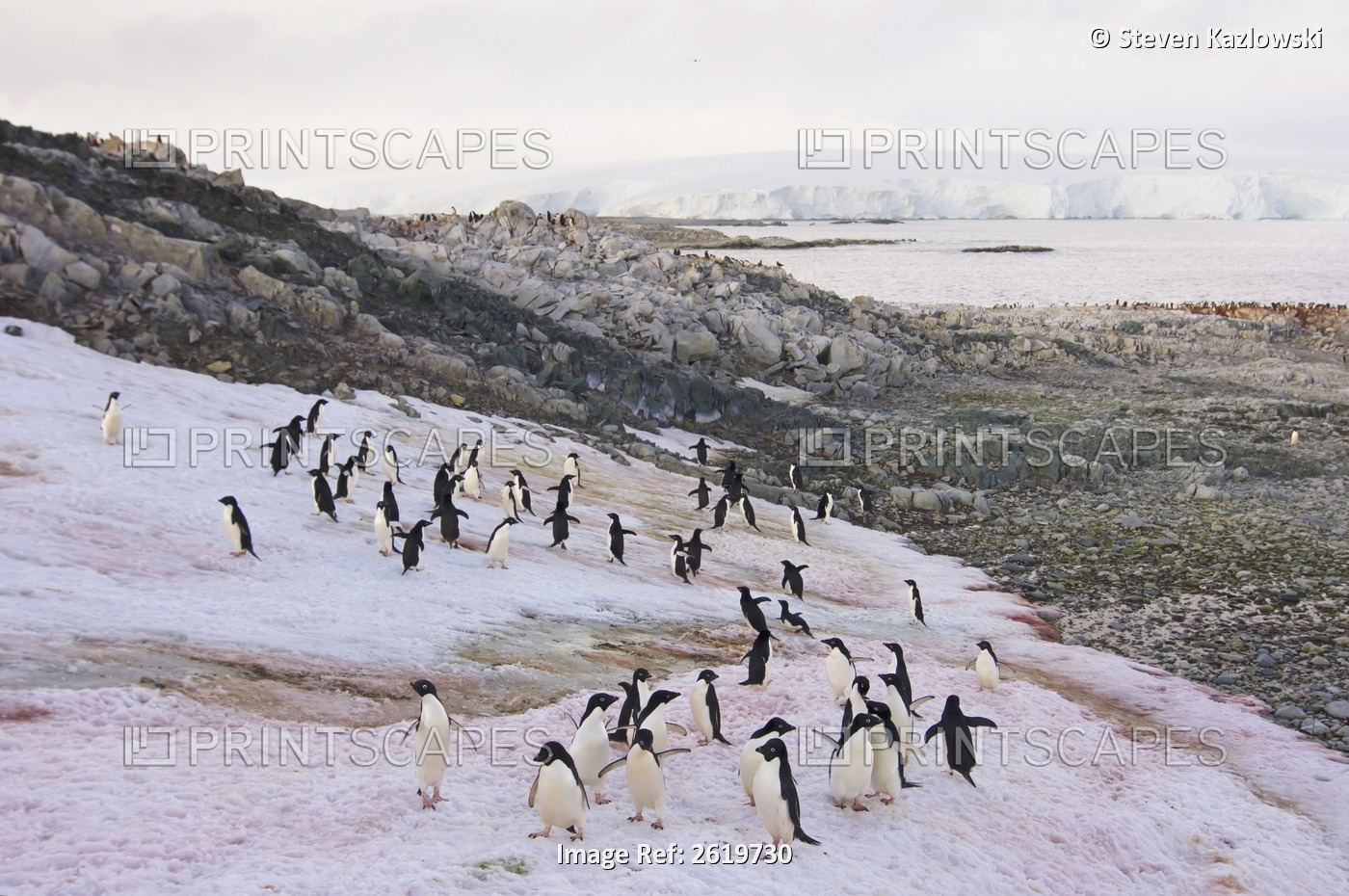 Adelie Penguin, Pygoscelis Adeliae, Colony Along The Western Antarctic ...