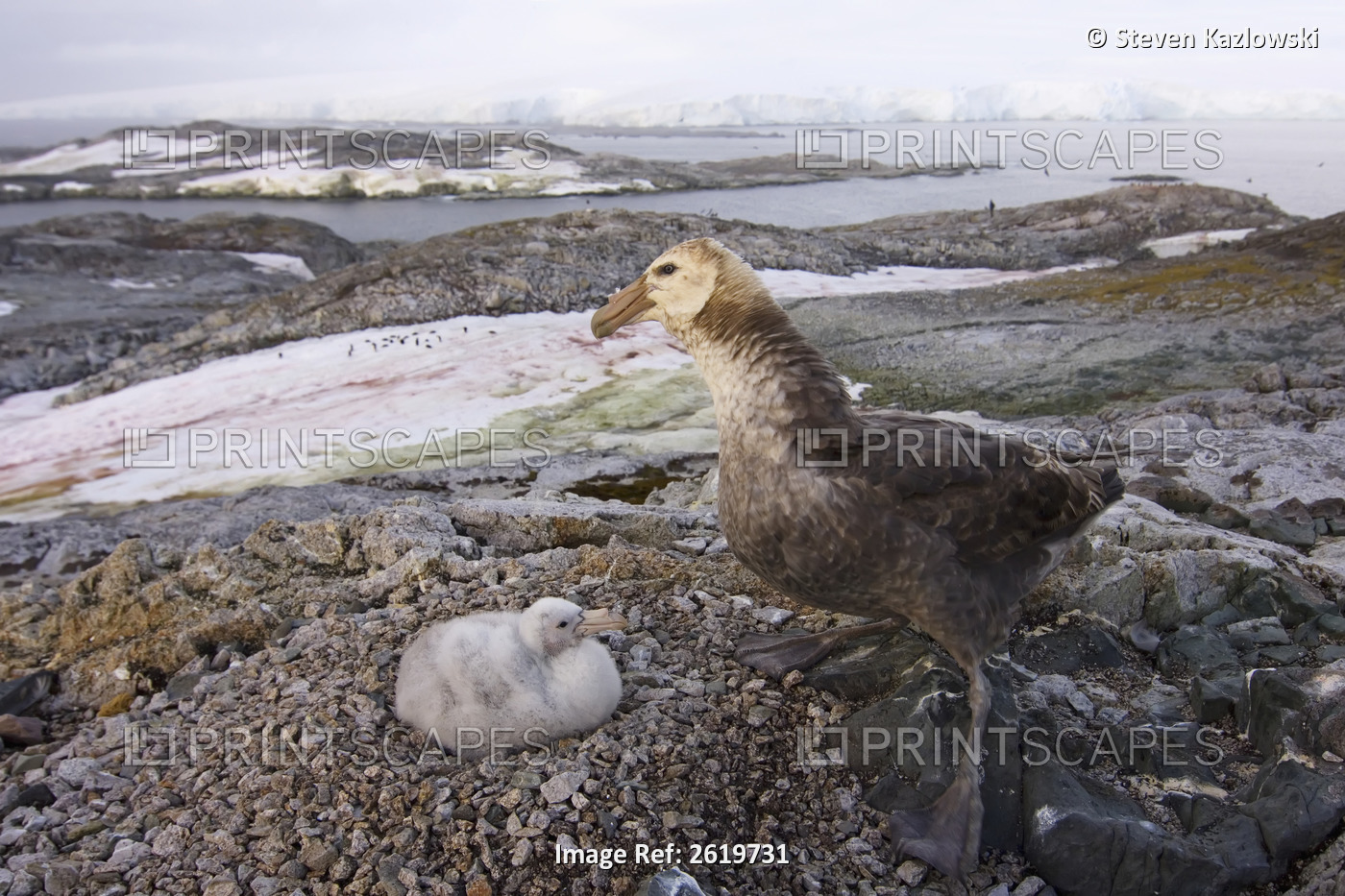 Southern Giant Petrel, Macronectes Giganteus, Parent And Chick On Their Nest, ...