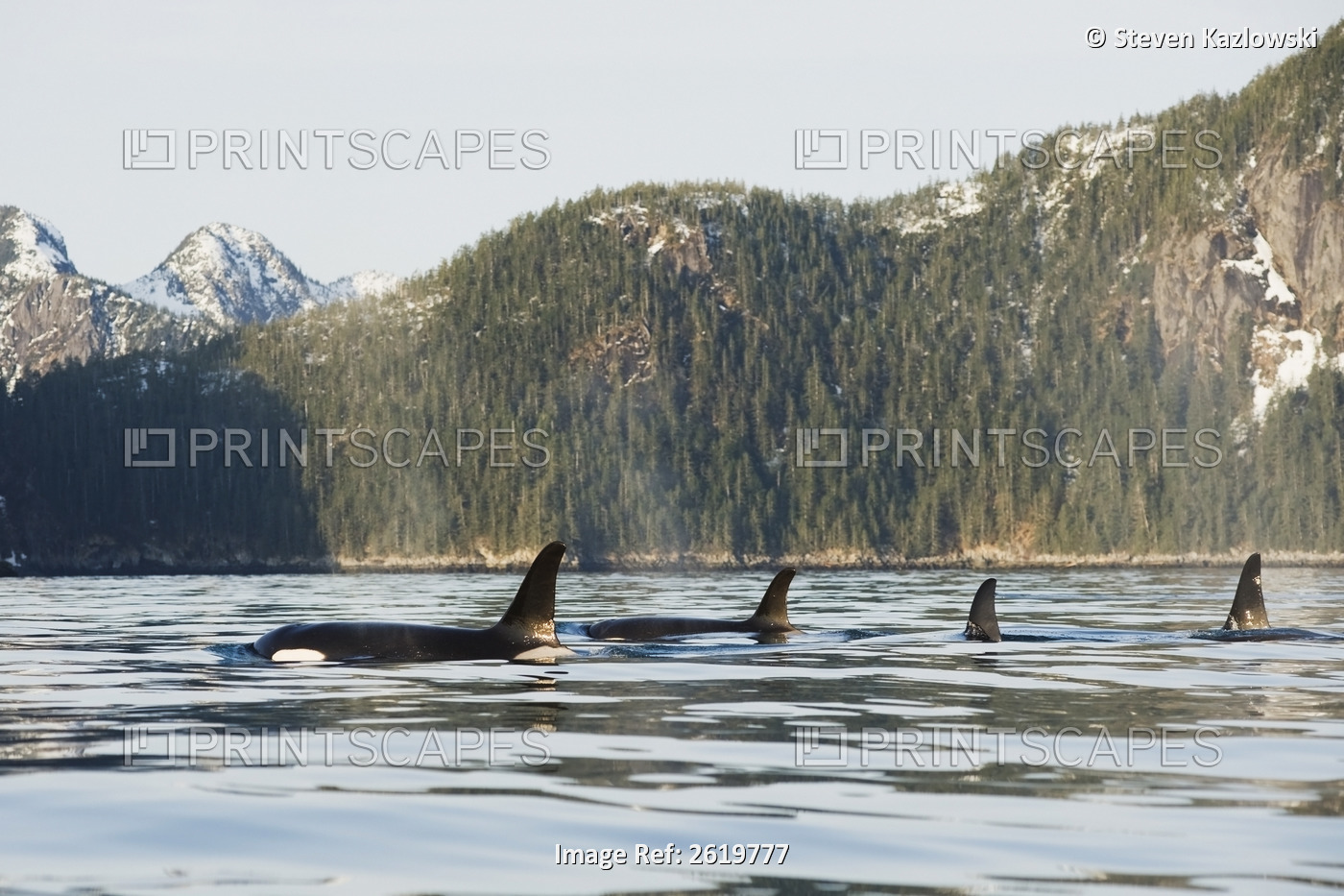 Killer Whale, Or Orcas, Orcinus Orca, Pod In Traveling In Resurrection Bay, ...