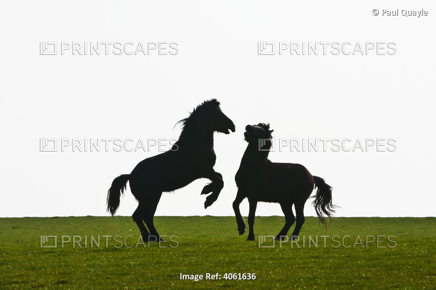 Horses Playing In A Field Near Abermawr Bay On Pembrokeshire Coast Path, South ...