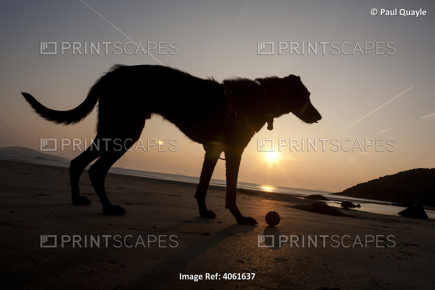 A Dog With His Ball At Sunset At Whitesands Beach, Pembrokeshire Coast Path, ...