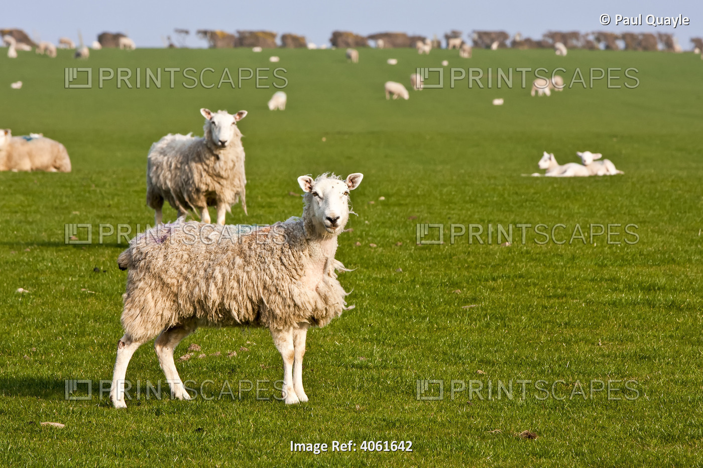Field Of Sheep And Lambs Near Newport On Pembrokeshire Coast Path, South West ...