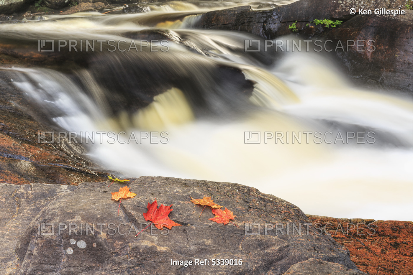 Red Maple Leaves On Rock At Stubb's Falls, Arrowhead Provincial Park, Near ...