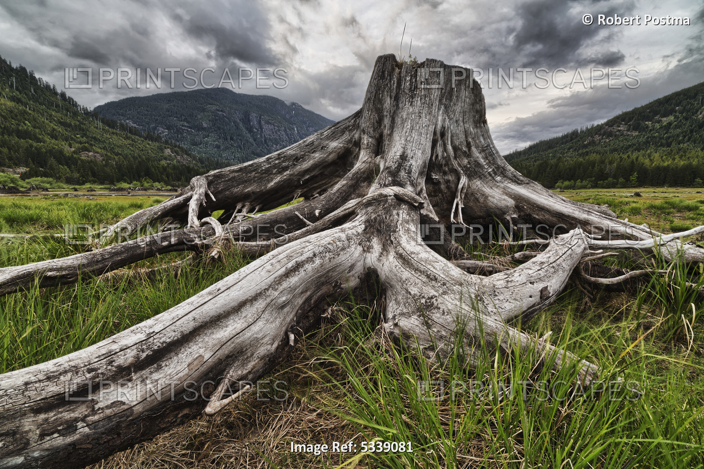 Old Stump In The Flood Plains At The South End Of Buttle Lake, Strathcona ...