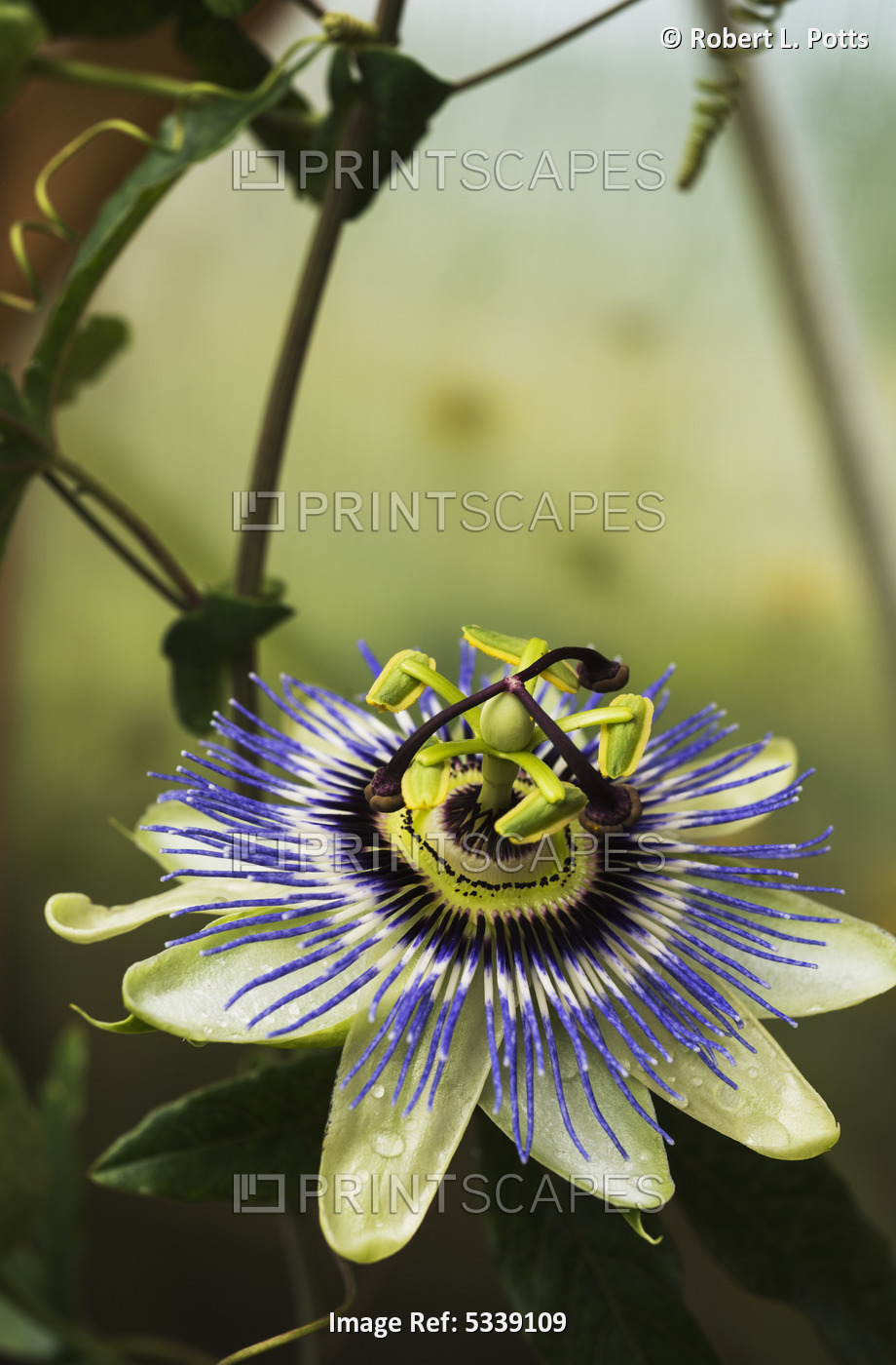 Passion Flower Blooms In A Greenhouse; Astoria, Oregon, United States Of America