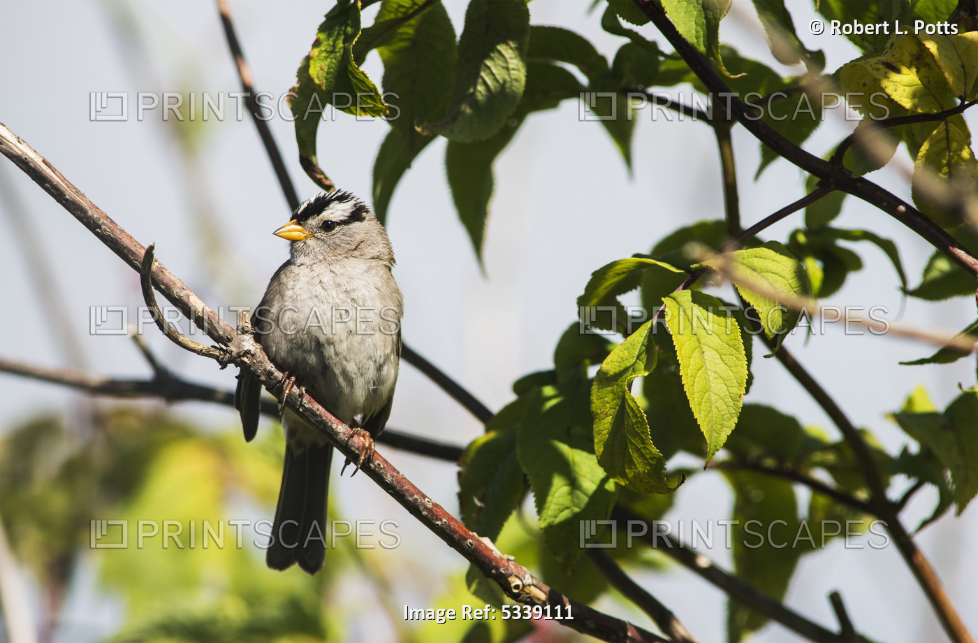 A White-Crowned Sparrow (Zonotrichia Leucophrys) Perches In A Tree; Astoria, ...