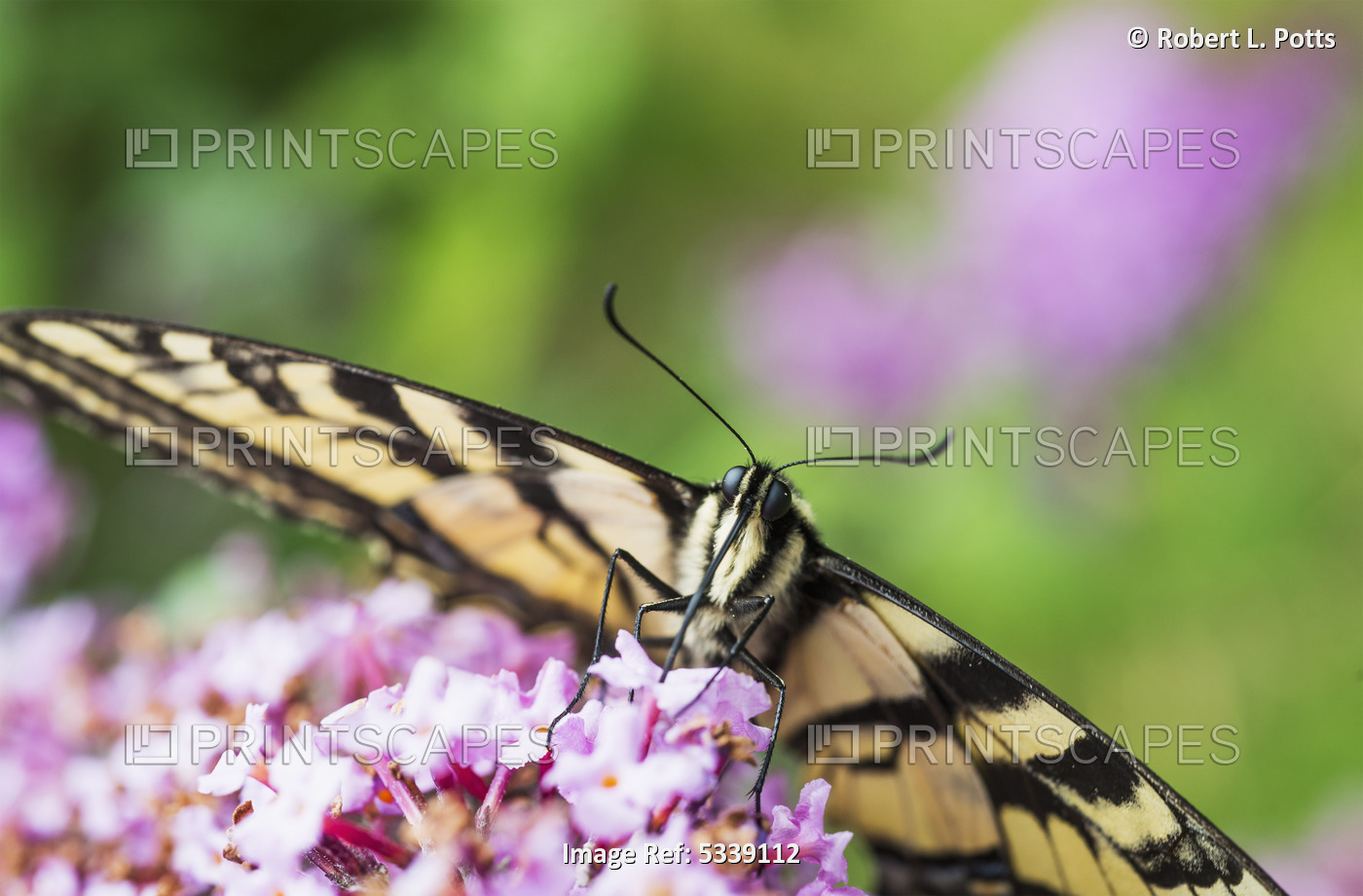 A Swallowtail Butterfly Seeks Nectar On A Butterfly Bush; Astoria, Oregon, ...