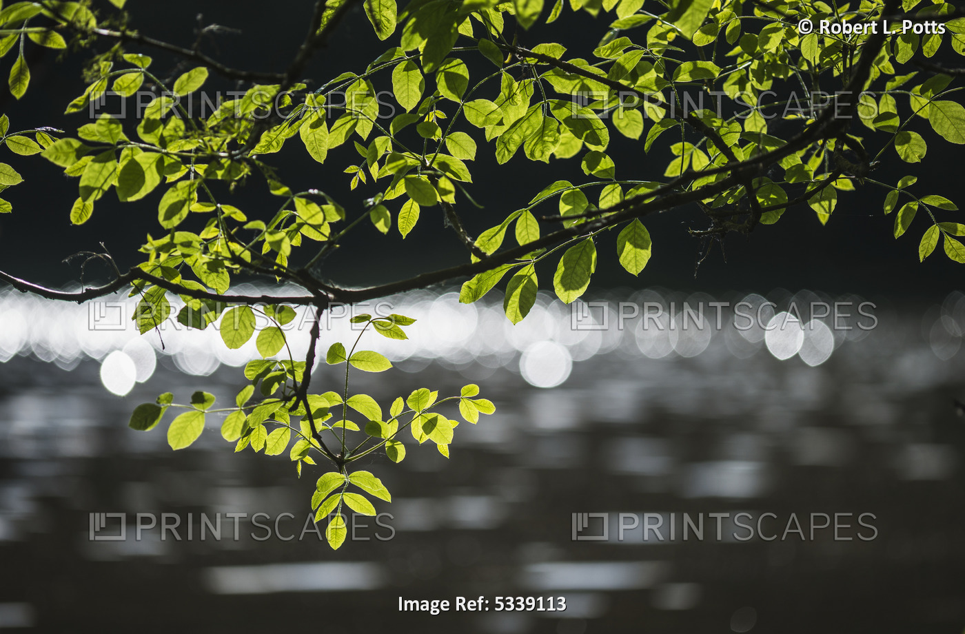 Ash Tree Growing Near Water; Ridgefield, Washington, United States Of America