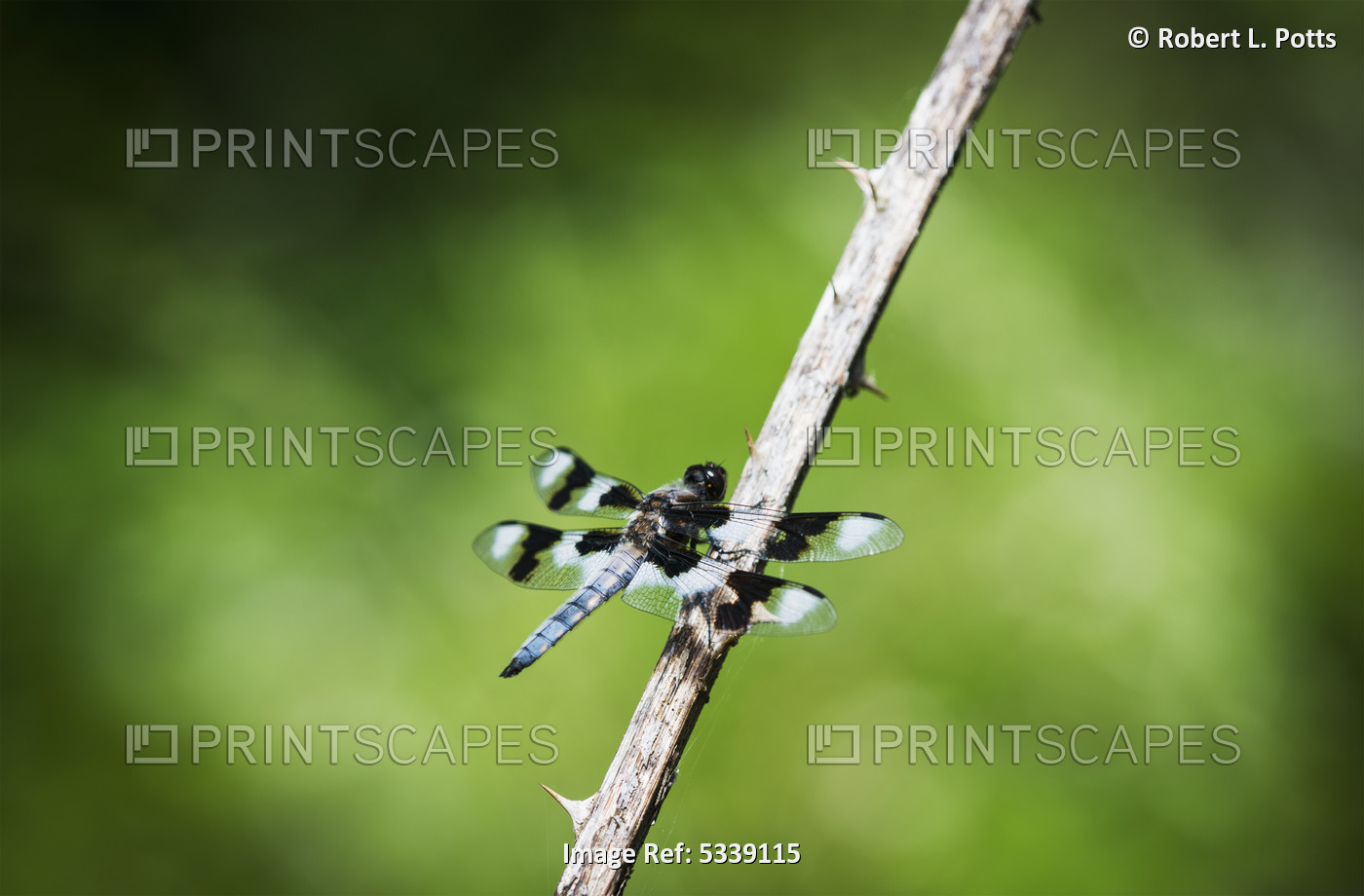 A Dragonfly Rests In An Opening; Ridgefield, Washington, United States Of ...