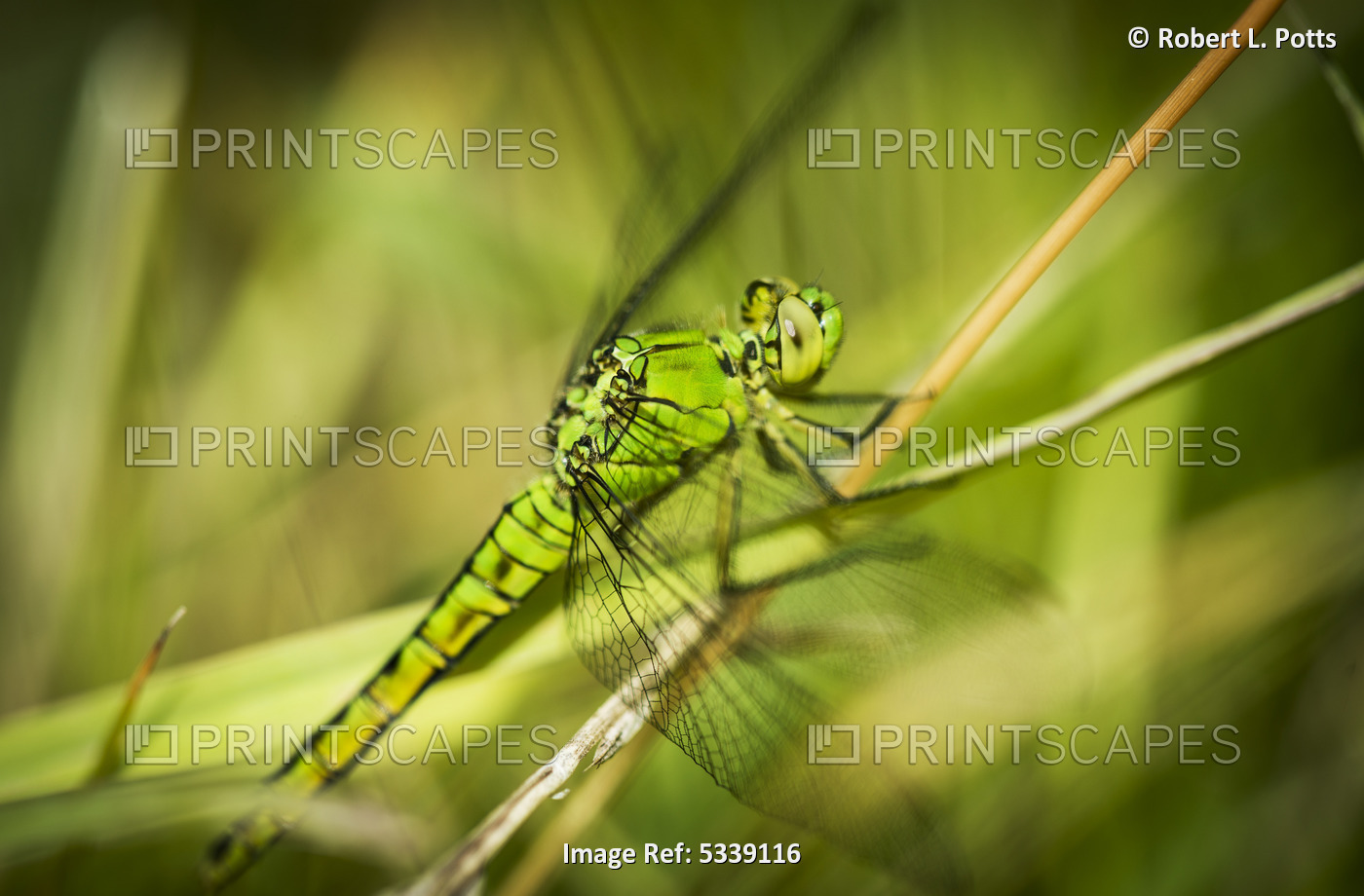 A Dragonfly Rests In The Grass; Ridgefield, Washington, United States Of America