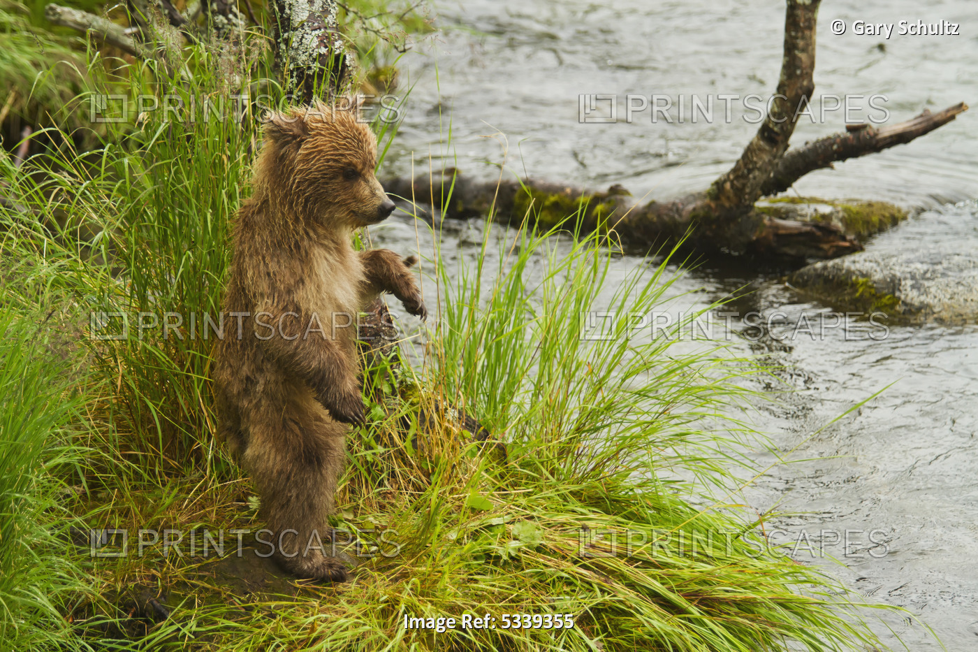 Brown Bear (Ursus Arctos) Cub Standing In Grass At Edge Of Brooks River In ...