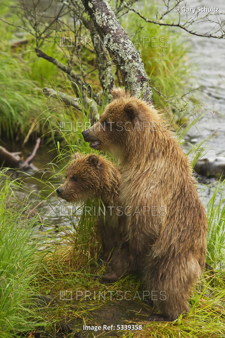 Brown Bear (Ursus Arctos) Cubs Standing Upright On A Grassy Bank Of Brooks ...