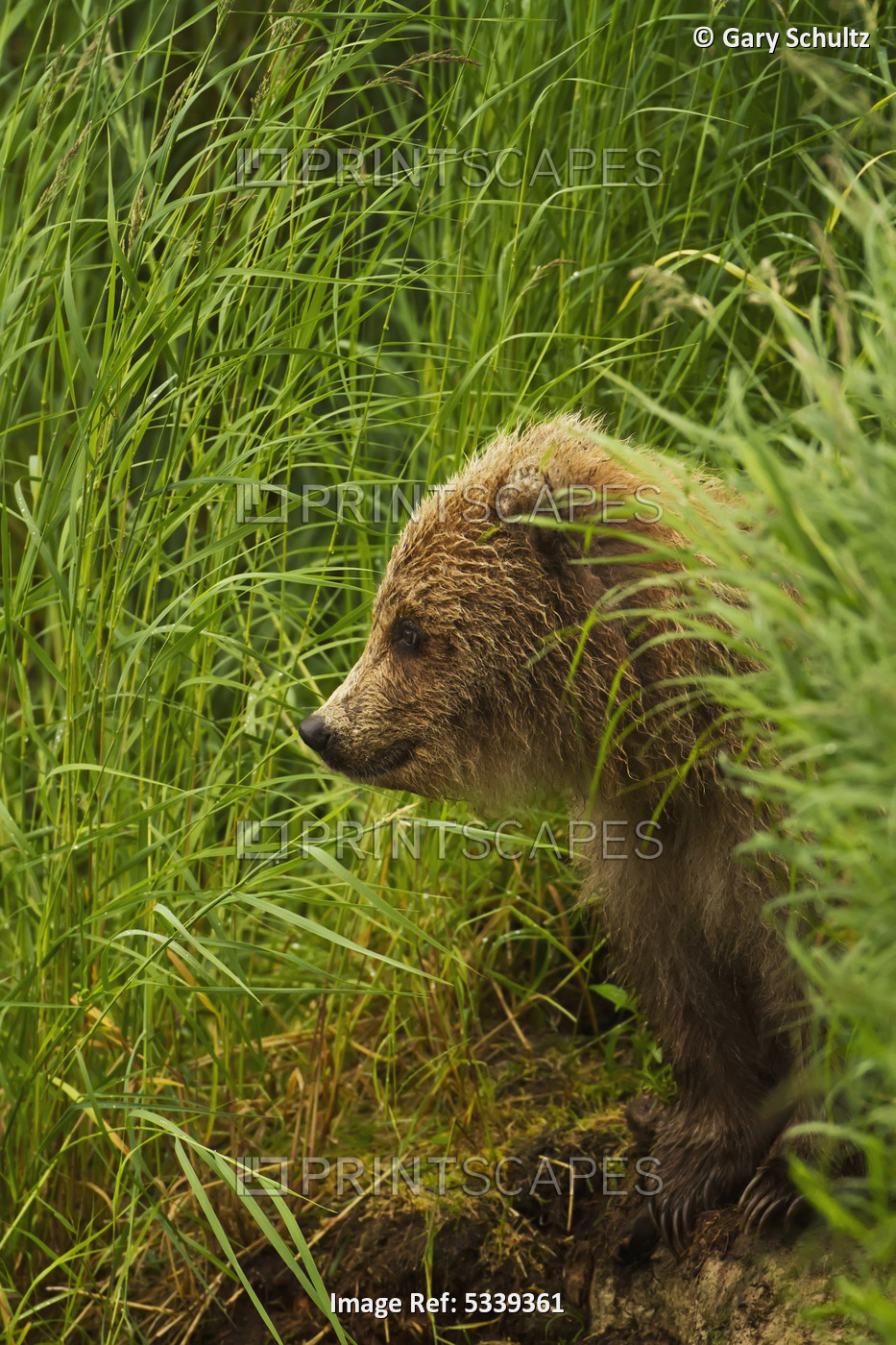 Brown Bear (Ursus Arctos) Cub Sitting On Grassy Bank Of Brooks River, Katmai ...