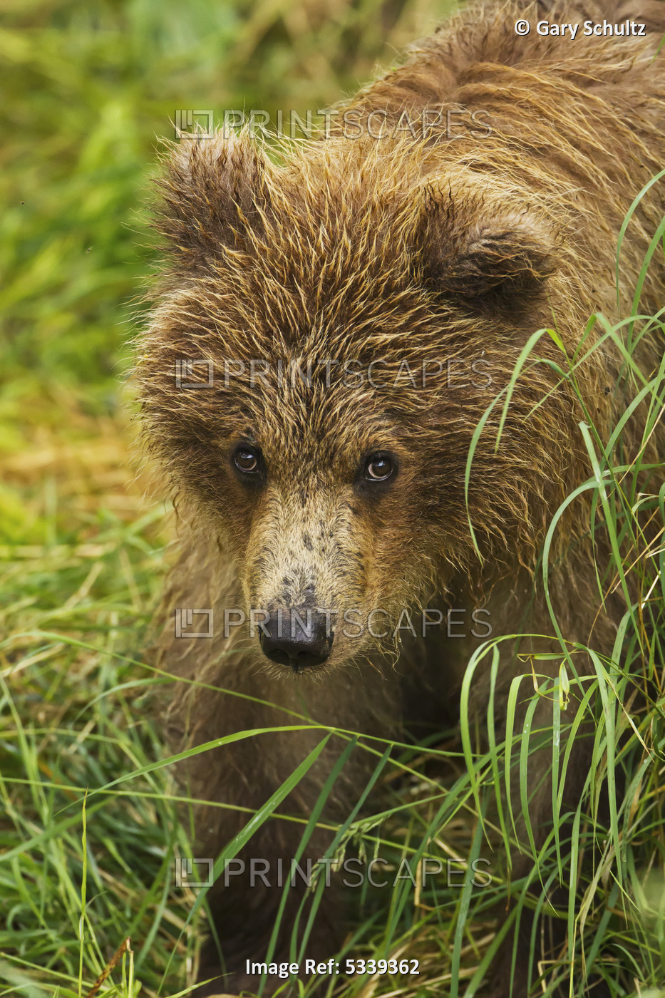 Brown Bear (Ursus Arctos) Cub Close-Up, Standing In Grass, Katmai National Park ...